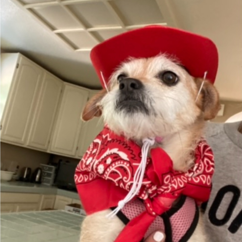 Adorable pet cowboy hats 🧢🐾🐶🐱🐈 - Picture 12 of 12